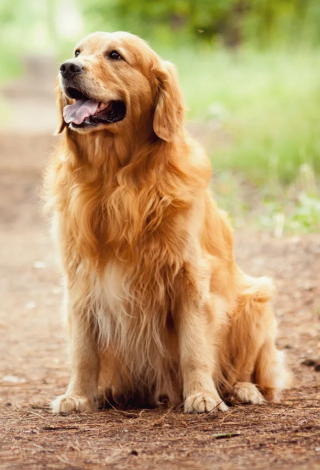 Golden Retriever (Dog) Sitting in the Forest Golden Retriever (Dog) Sitting in the Forest
