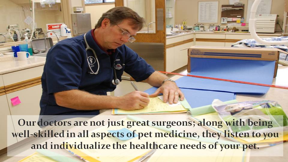 Veterinary doctor at Kettering Animal Hospital