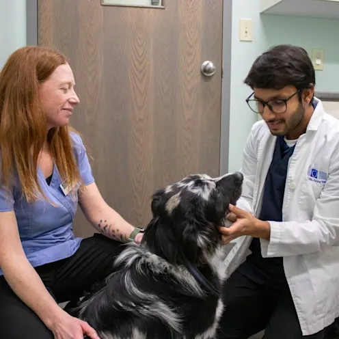 DM & KLW Dog Exam DM & KLW Dog Exam