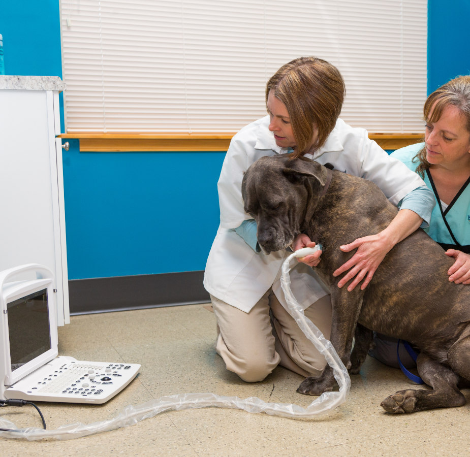 Big elderly brindle dog receiving care from two staff members