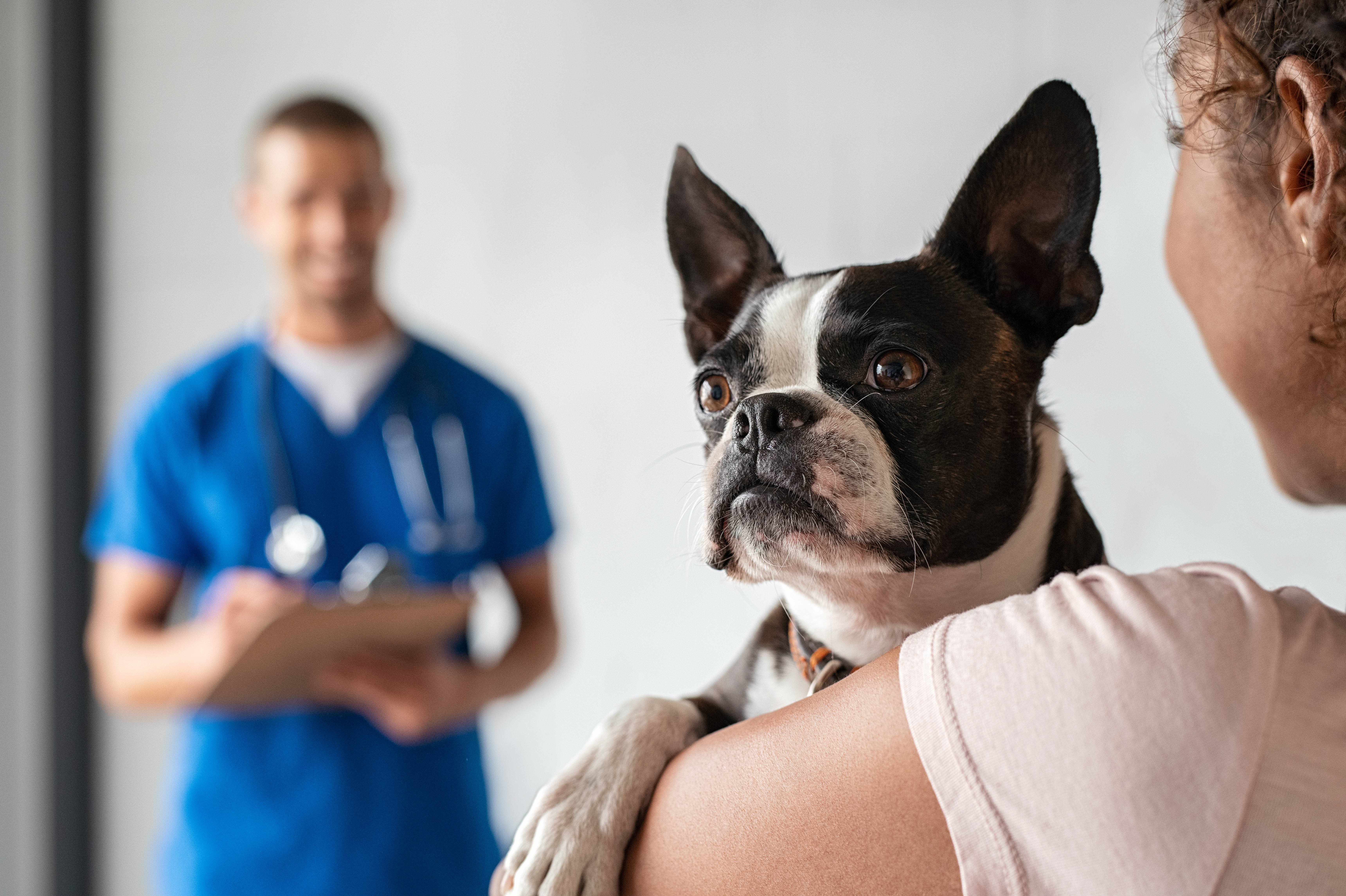 black and white dog on owner's shoulder