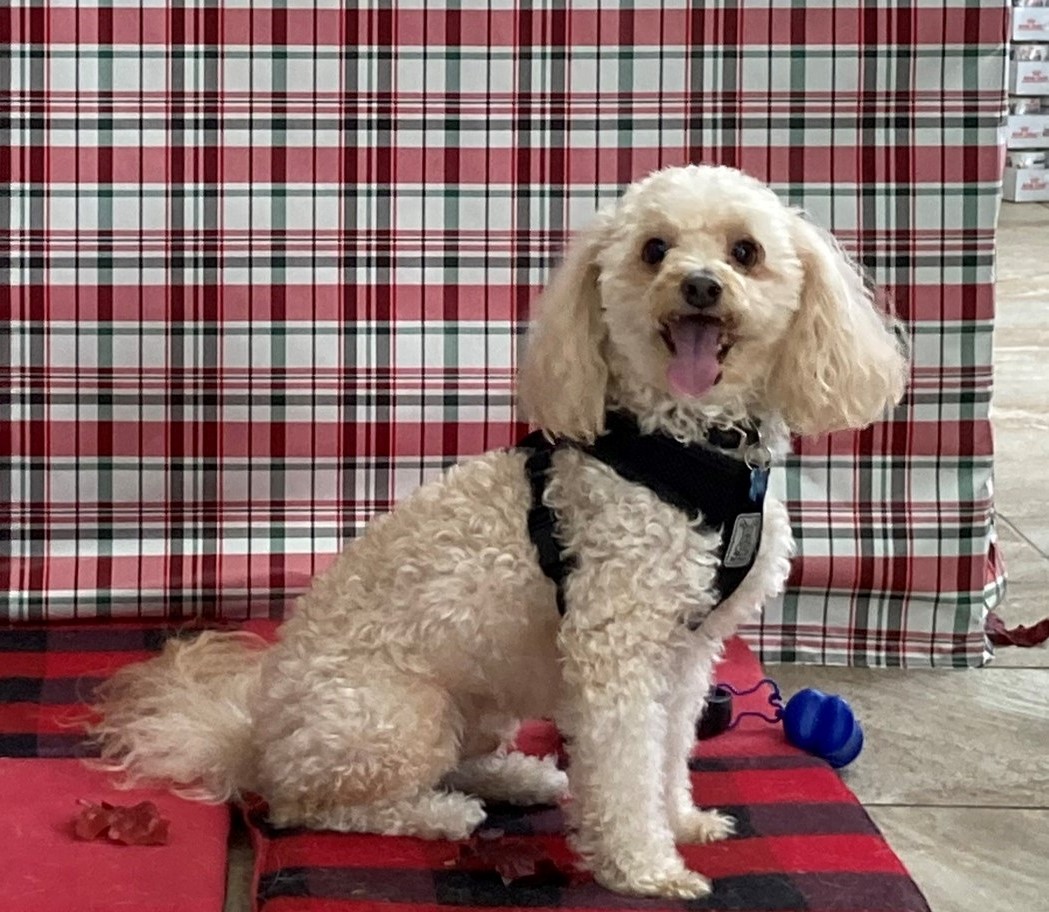 White dog with a black harness smiling 