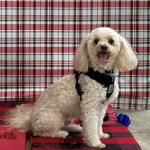 Harley White dog with a black harness smiling