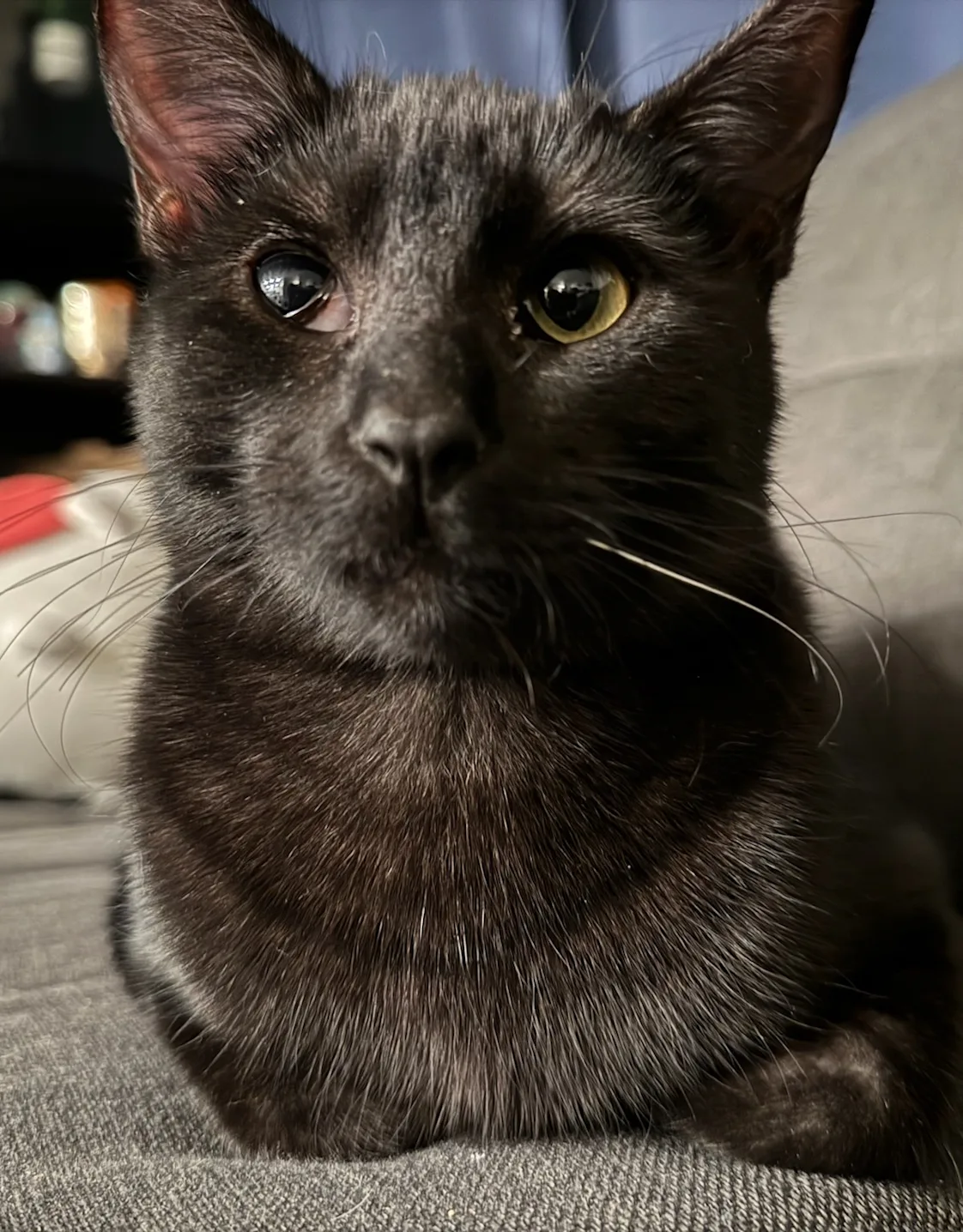 Blind Al (Albert) Blind Al (Albert)