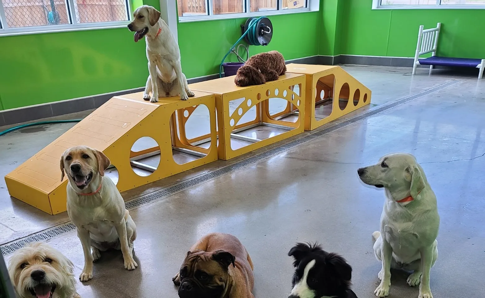 Dogs in playroom Dogs in playroom