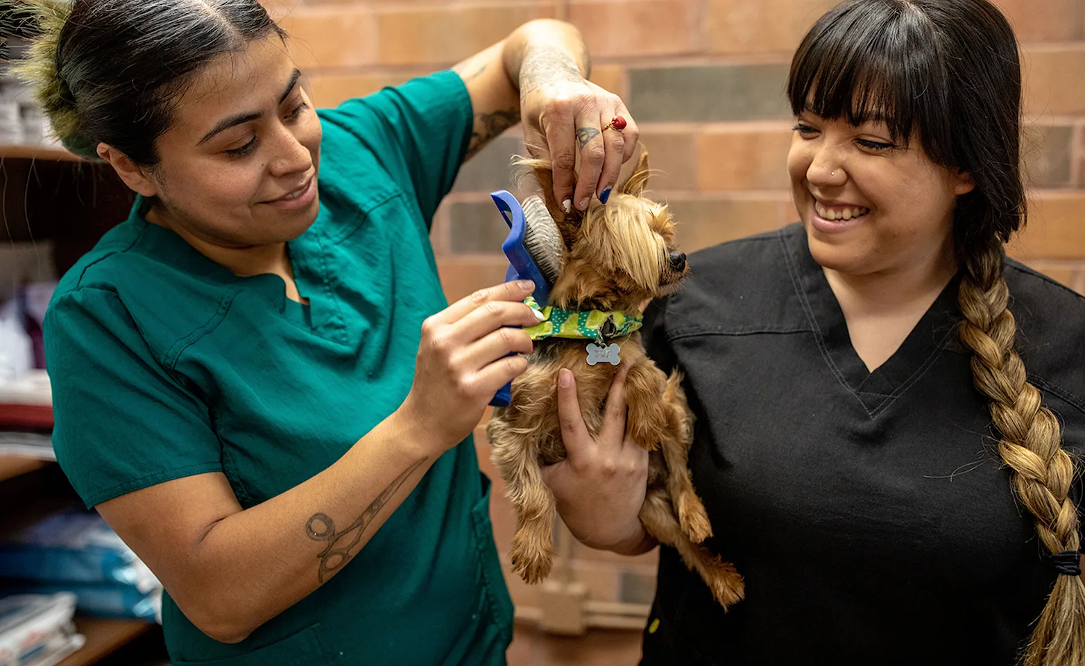 Two veterinary professionals holding and brushing a small, long-haired brown dog Two veterinary professionals holding and brushing a small, long-haired brown dog