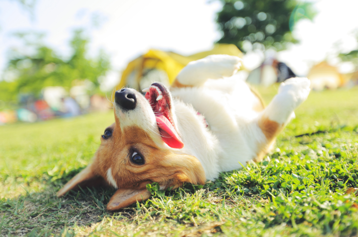 A corgi plays on grass during springtime. 