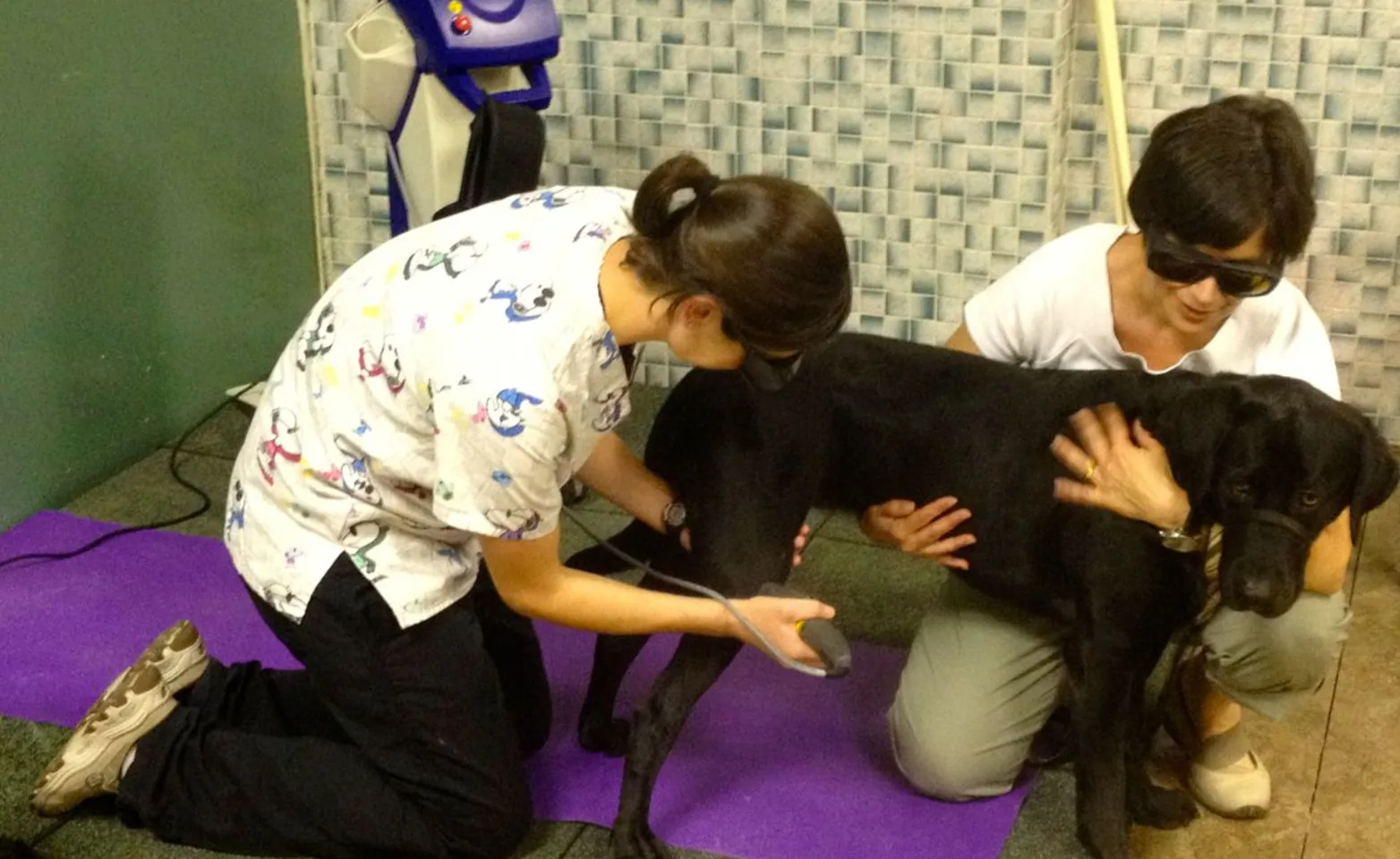 A staff member at Mitchell Animal Hospital performs laser therapy on a dog being held by its owner