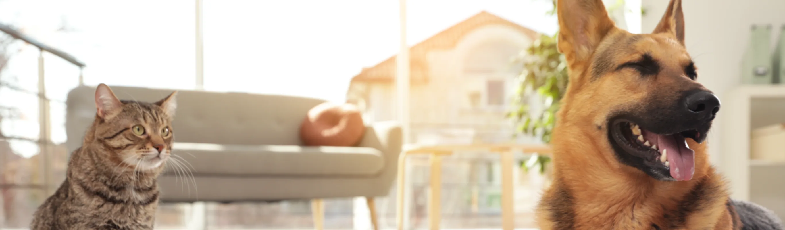 dog and cat in living room dog and cat in living room