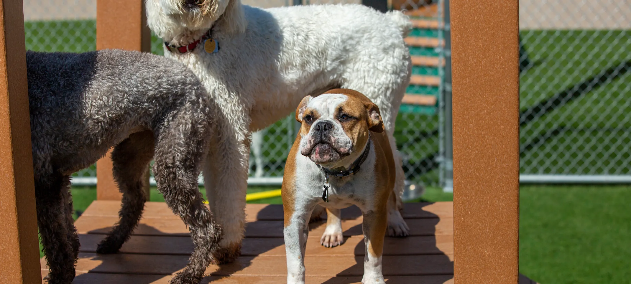 dog training dog training