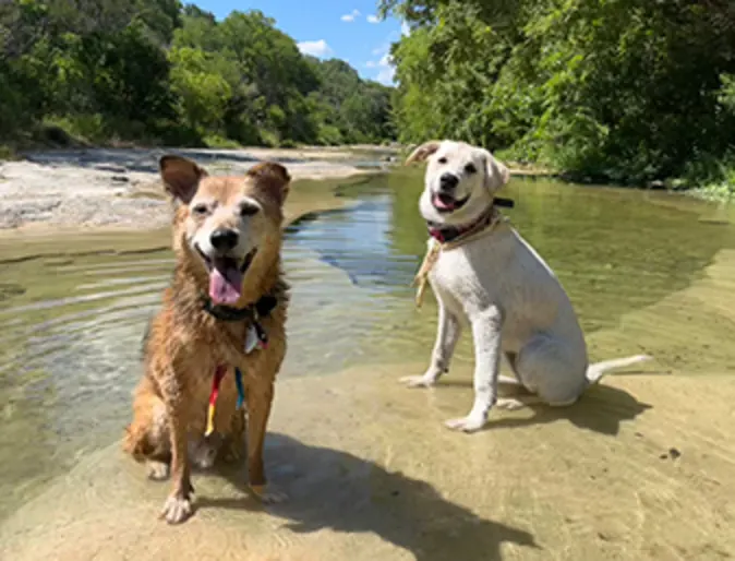 Two dogs posing for a photo on the edge of a creek