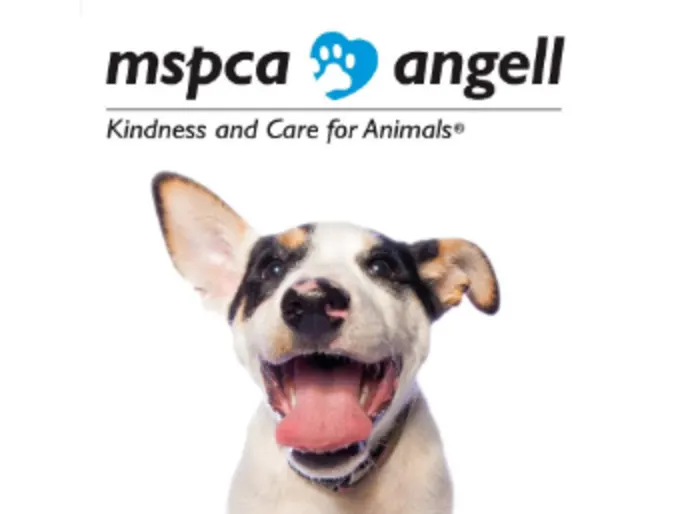 Angell Animal Medical Center Logo Angell Animal Medical Center Logo