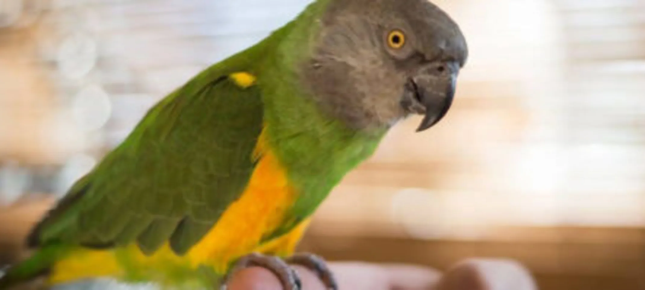 A green bird on a branch A green bird on a branch