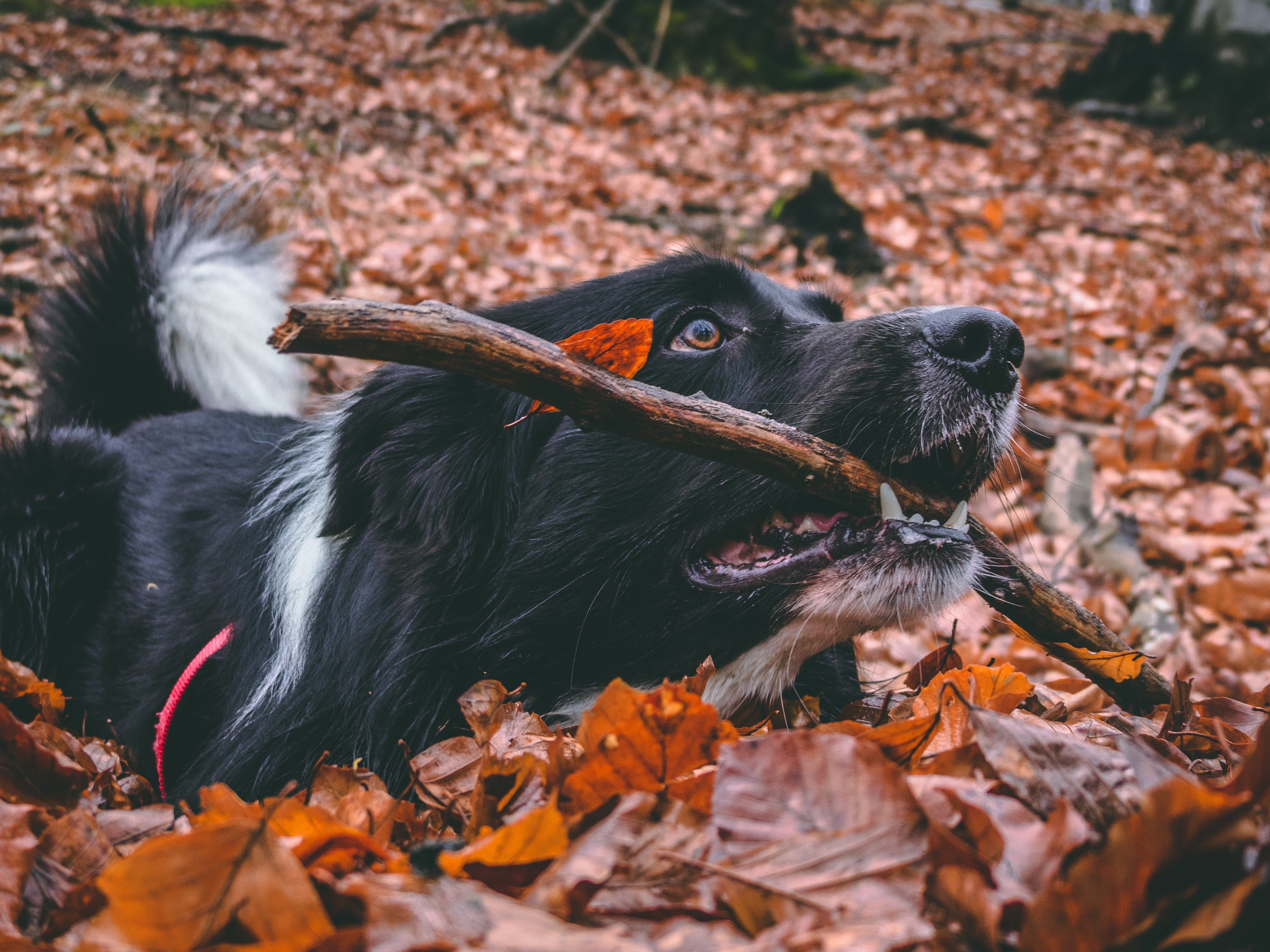 Black dog playing in a pile of leaves in the fall with a stick in his mouth.