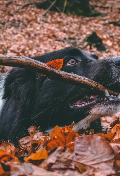 Black dog playing in a pile of leaves in the fall with a stick in his mouth. Black dog playing in a pile of leaves in the fall with a stick in his mouth.