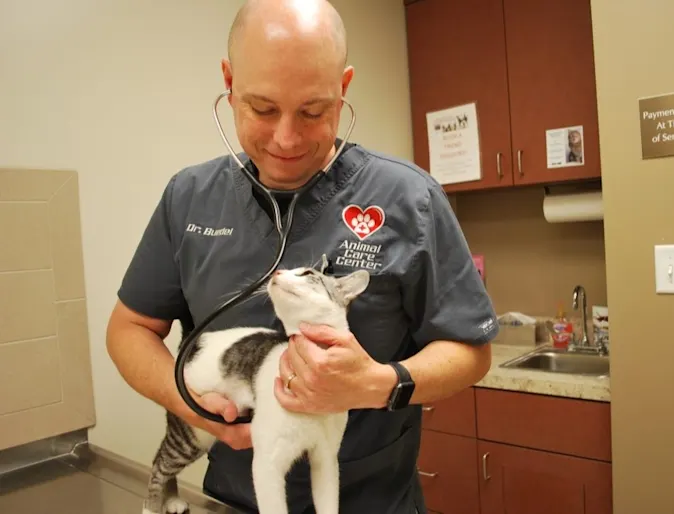 Veterinarian with cat at Animal Care Center of Plainfield Veterinarian with cat at Animal Care Center of Plainfield