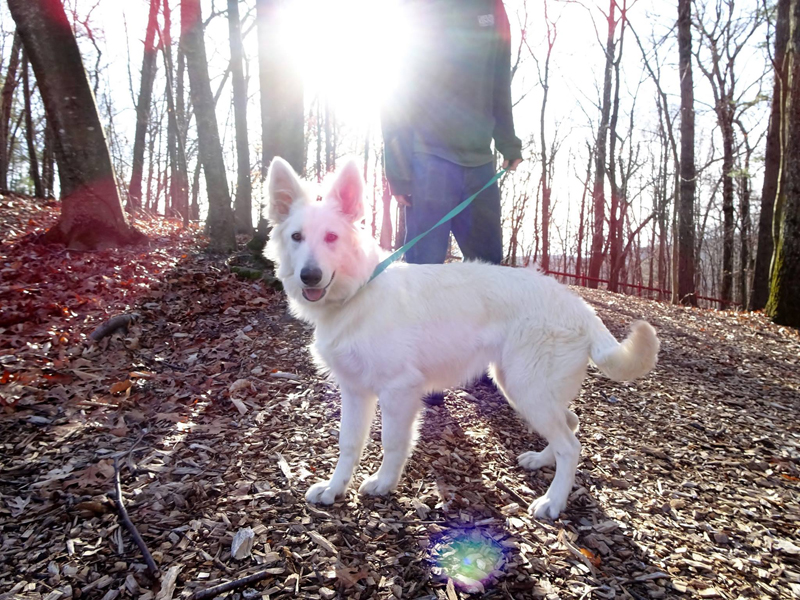 Dog on trail walking