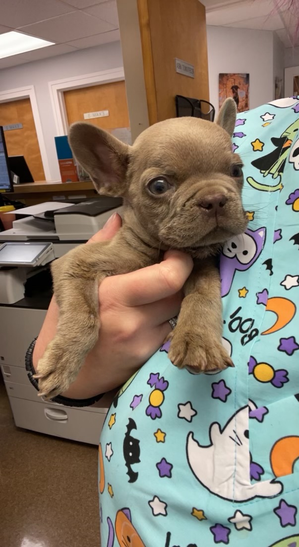 Brown Puppy Being Held at Ferry Farm Animal Clinic