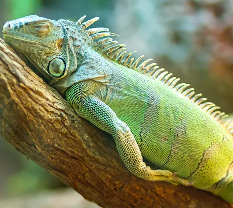 Lizard laying on branch