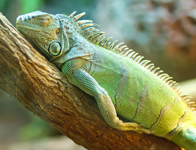 Lizard laying on branch Lizard laying on branch