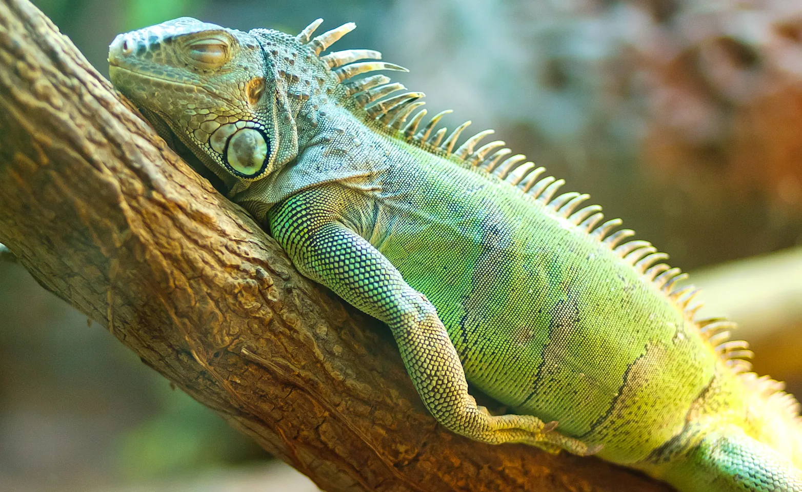 Lizard laying on branch Lizard laying on branch