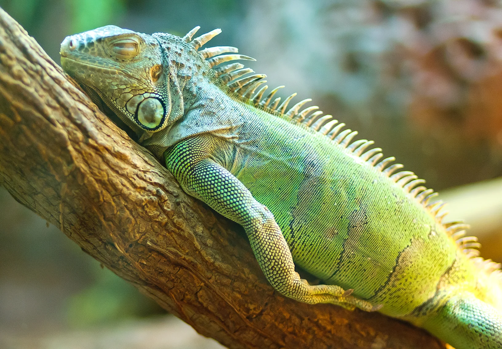 Lizard laying on branch Lizard laying on branch