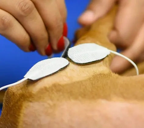 Electrical Stimulation at Animal Medical Center of Hattiesburg.