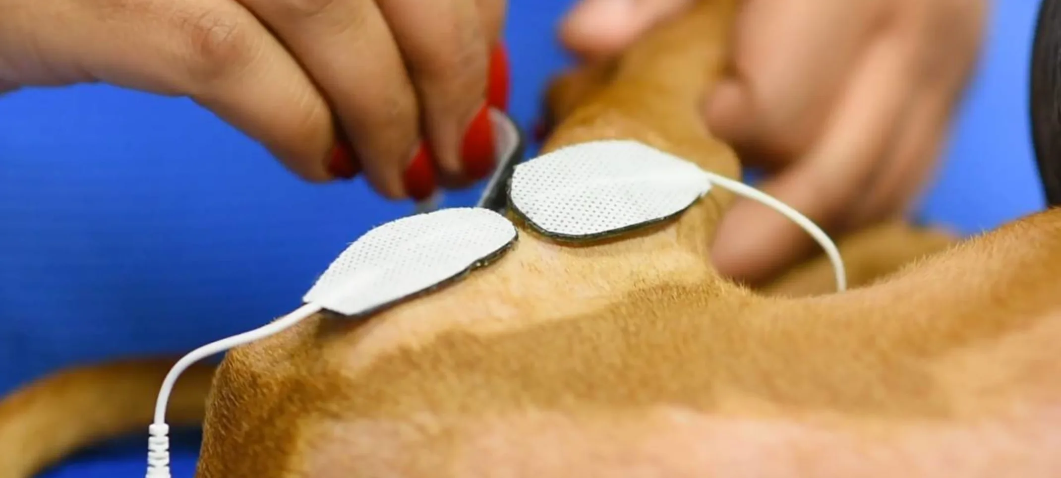 Electrical Stimulation at Animal Medical Center of Hattiesburg.