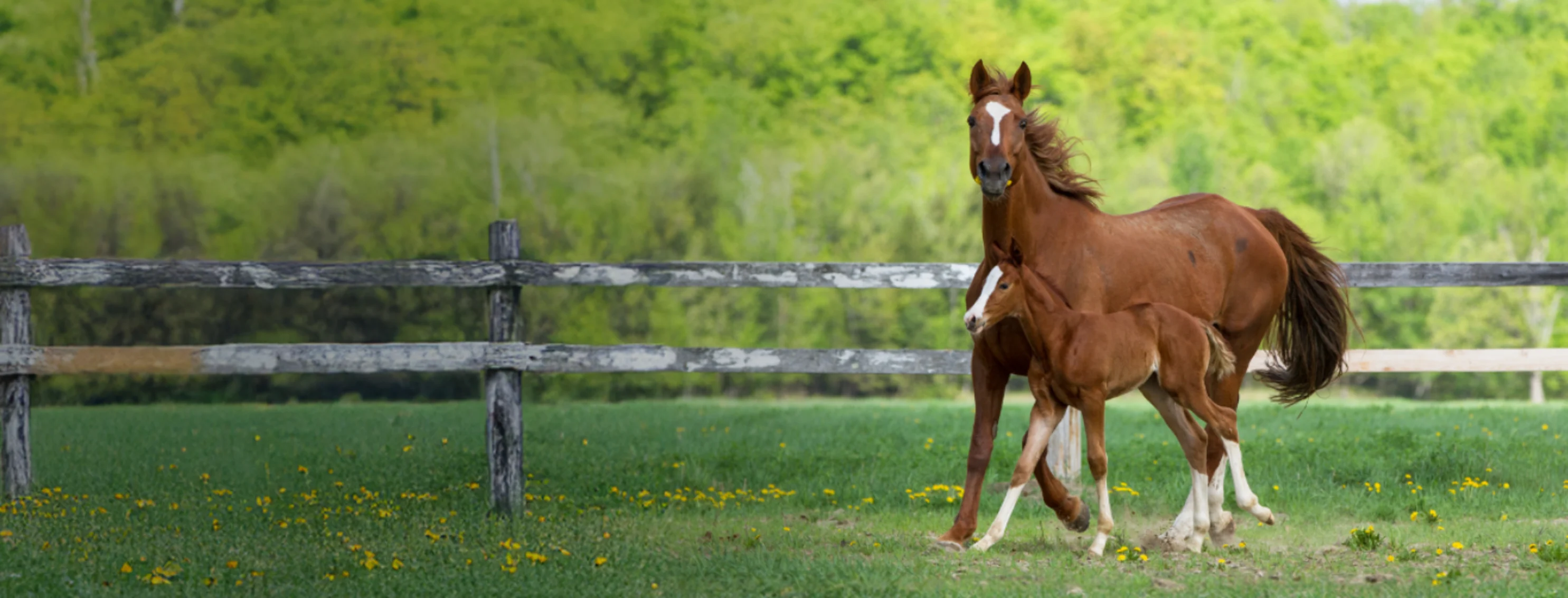 A Mare and Foal Standing Next to a Fence A Mare and Foal Standing Next to a Fence