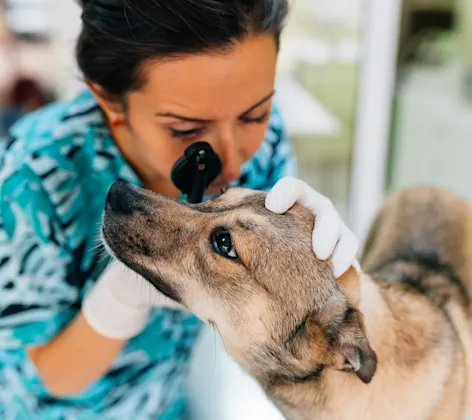 vet examining dog's eye vet examining dog's eye