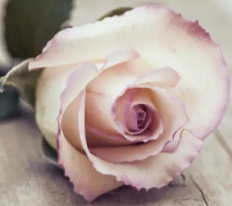 Flower Pedal Flower Pedal
