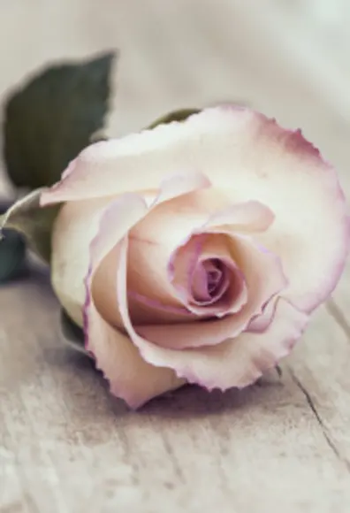 Flower Pedal Flower Pedal