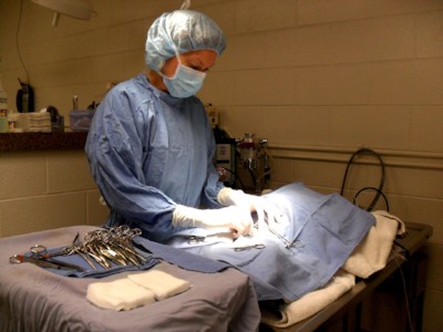 Warren Woods Veterinary Hospital Surgery Prep