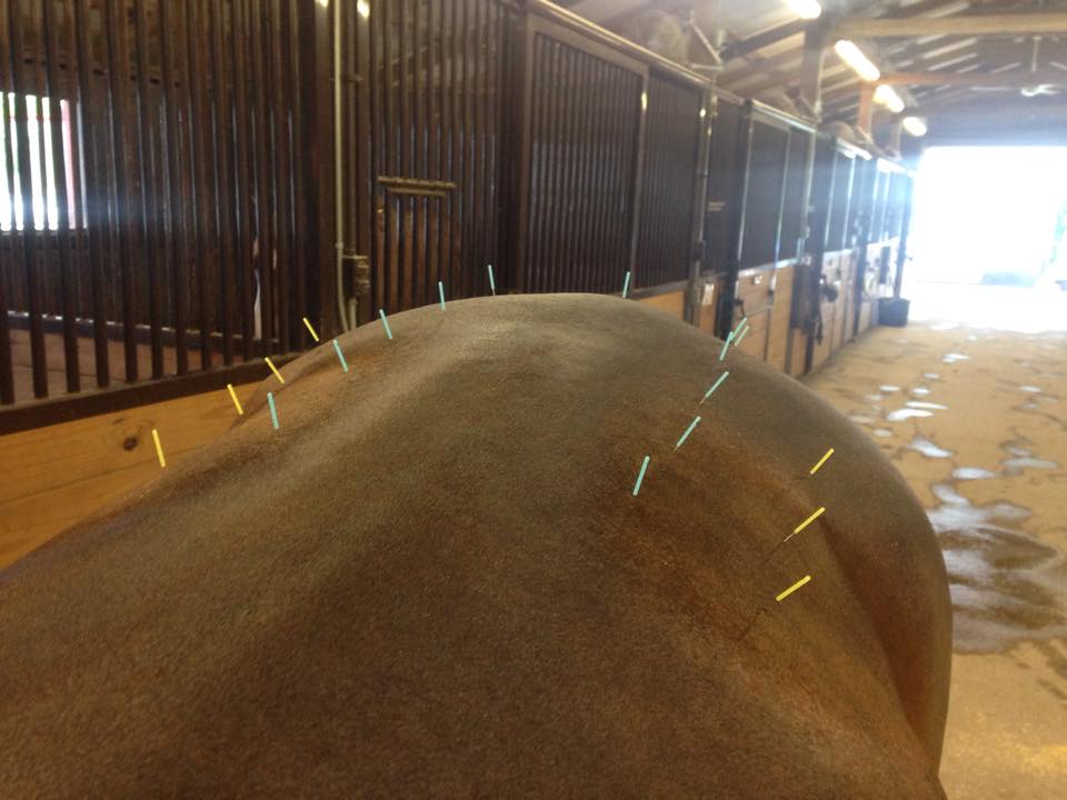 Needles in horse's back