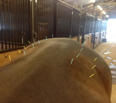 Needles in horse's back