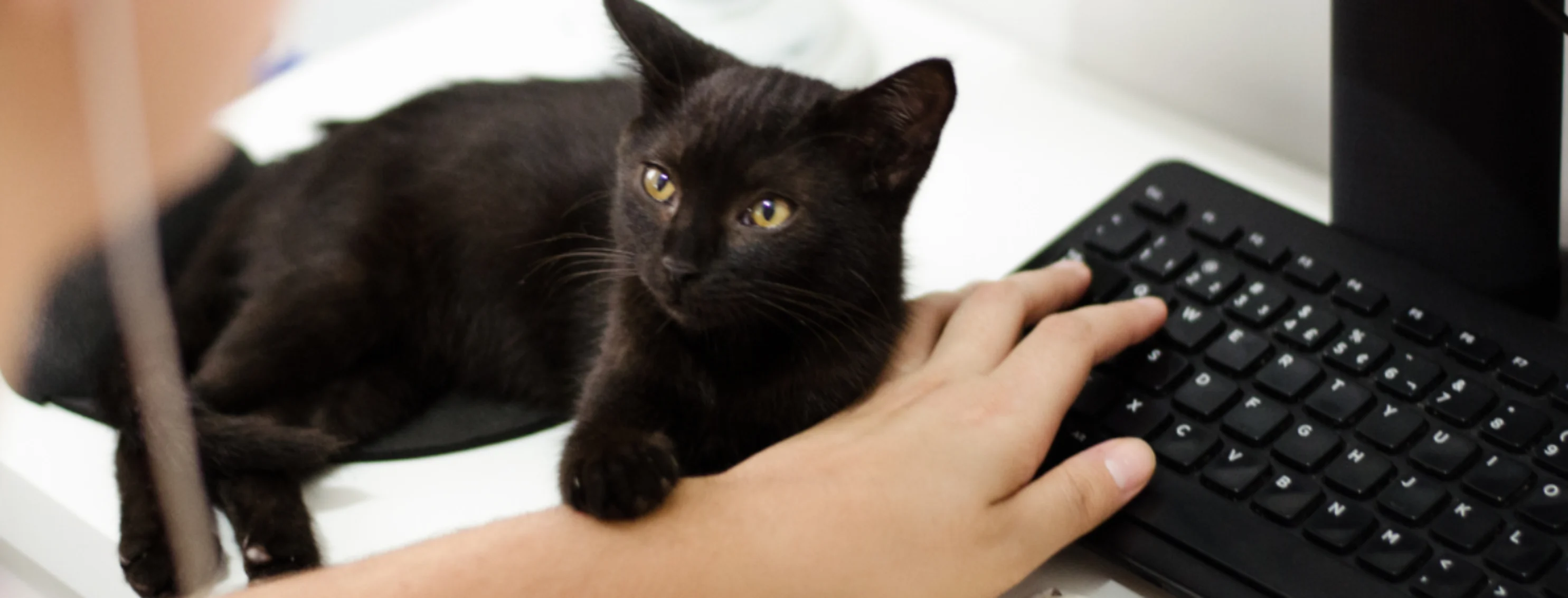 Black Cat Next to Computer Black Cat Next to Computer