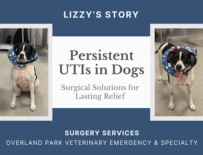 A dog wearing a surgical cone. A dog wearing a surgical cone.