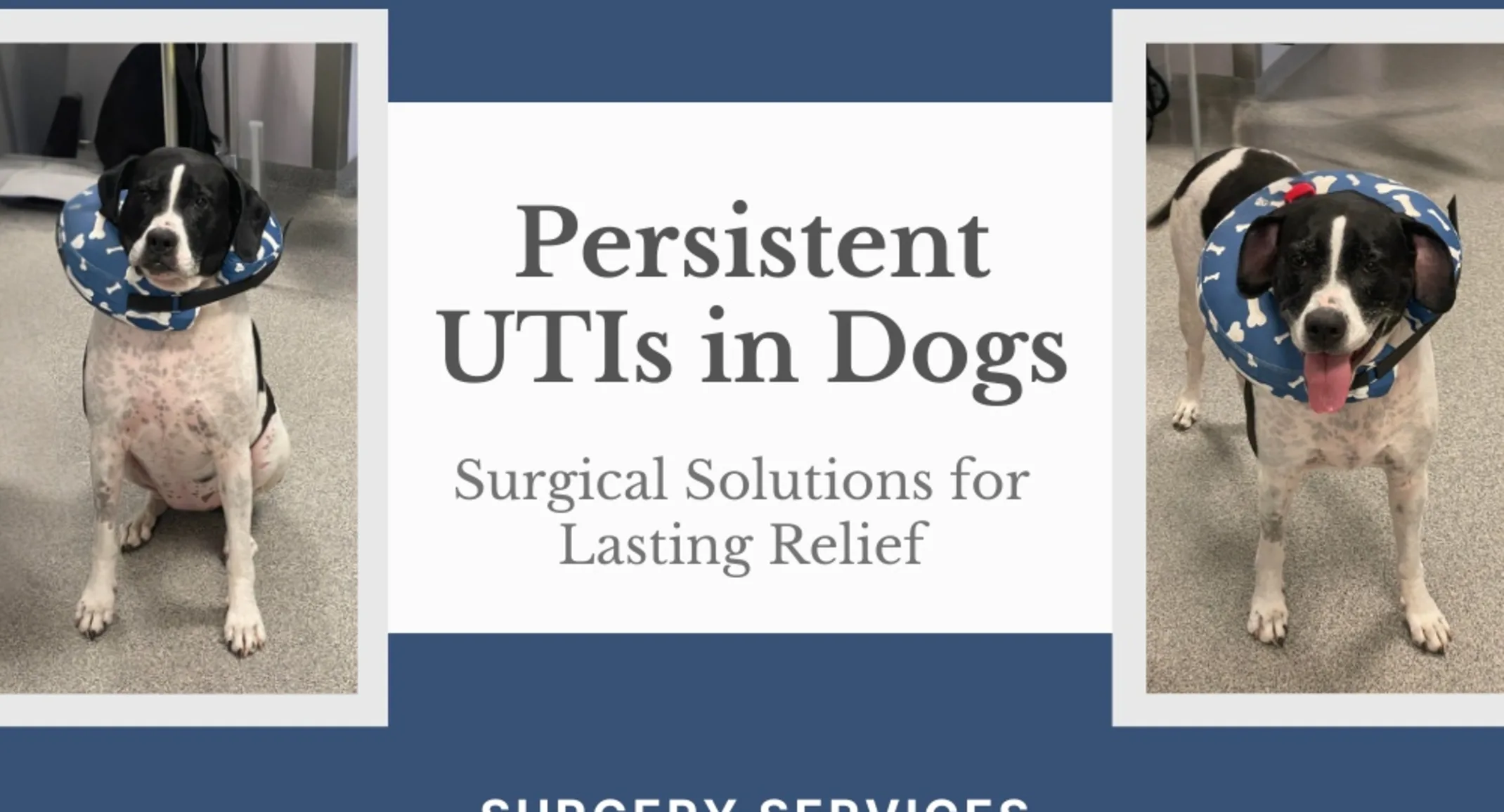A dog wearing a surgical cone. A dog wearing a surgical cone.