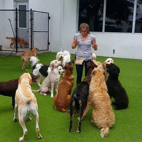 Trainer commanding a pack of dogs to sit