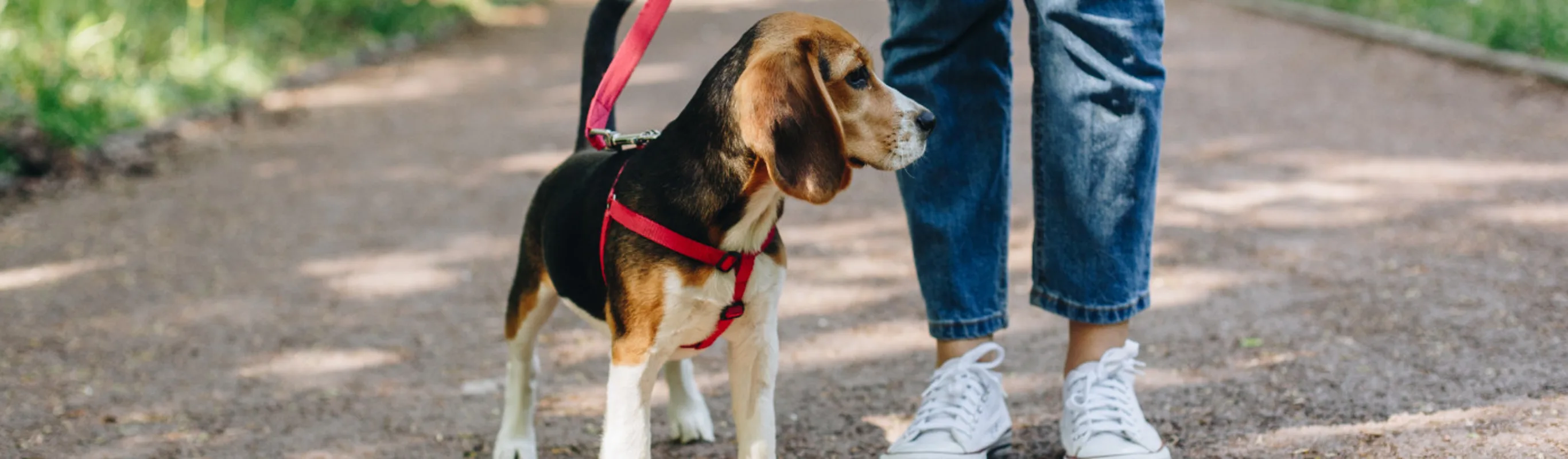 Beagle (Dog) Walking with Owner in the Park Beagle (Dog) Walking with Owner in the Park