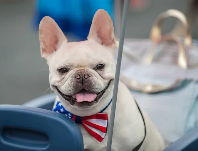 Dog Wearing 4th of July Bowtie Dog Wearing 4th of July Bowtie