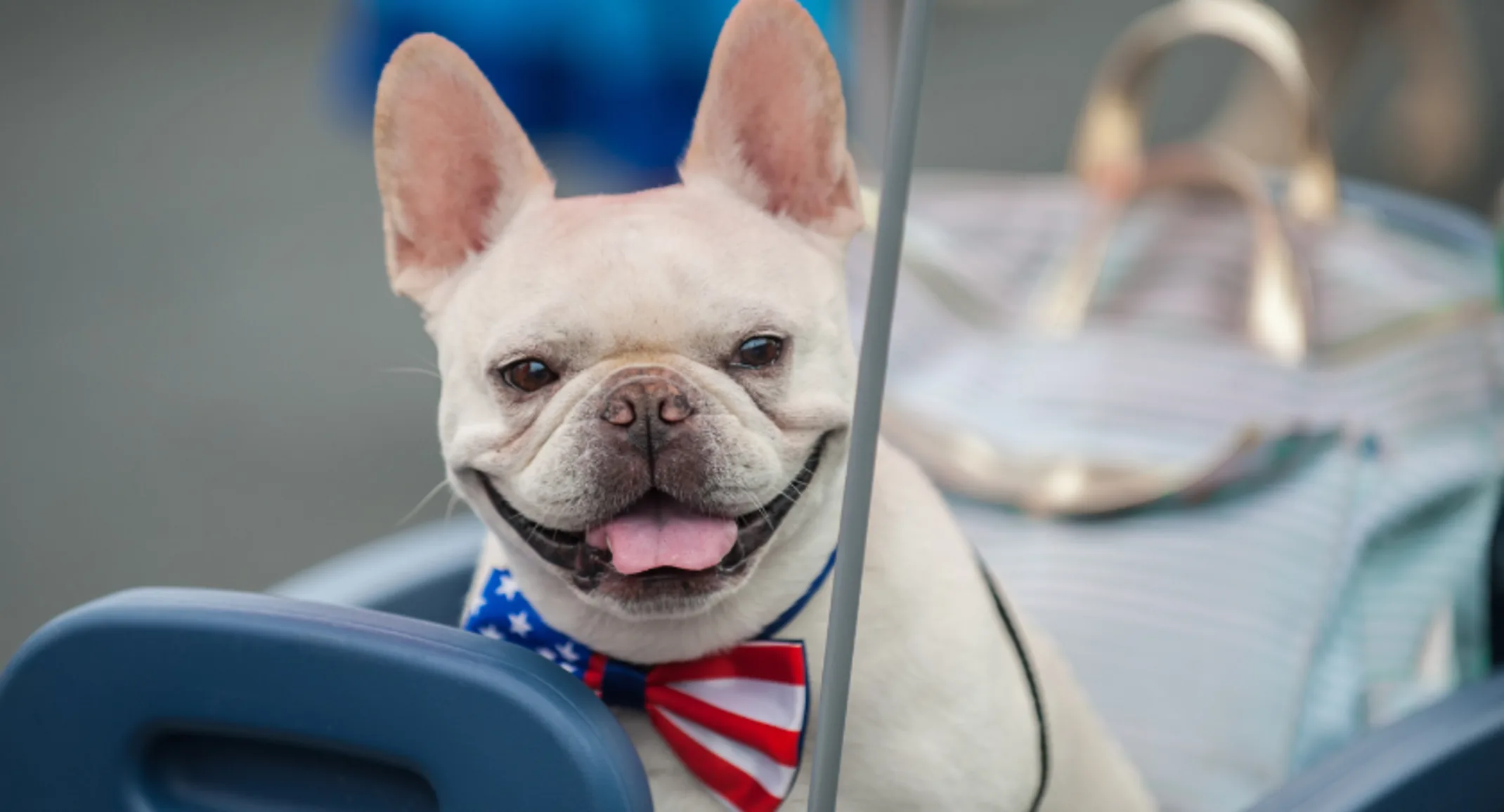 Dog Wearing 4th of July Bowtie Dog Wearing 4th of July Bowtie