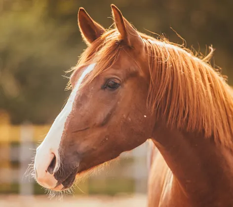 A dark brown horse during sunset A dark brown horse during sunset