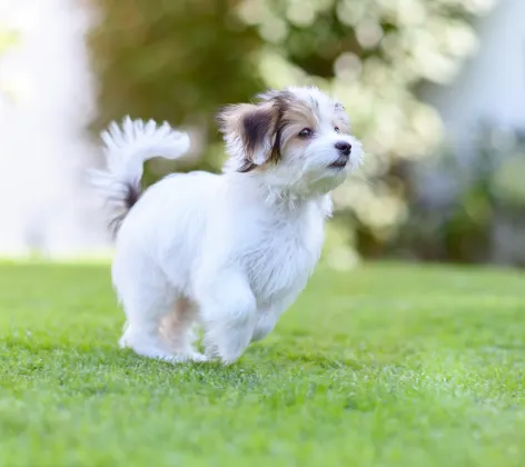 Puppy running in the park