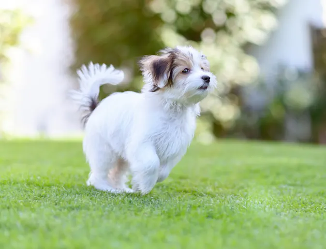 Puppy running in the park Puppy running in the park