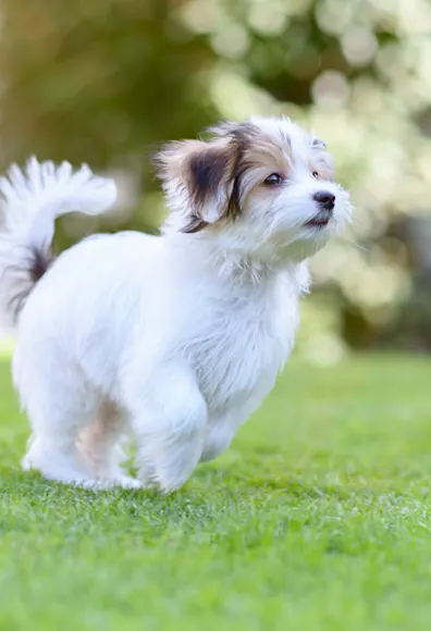 Puppy running in the park Puppy running in the park
