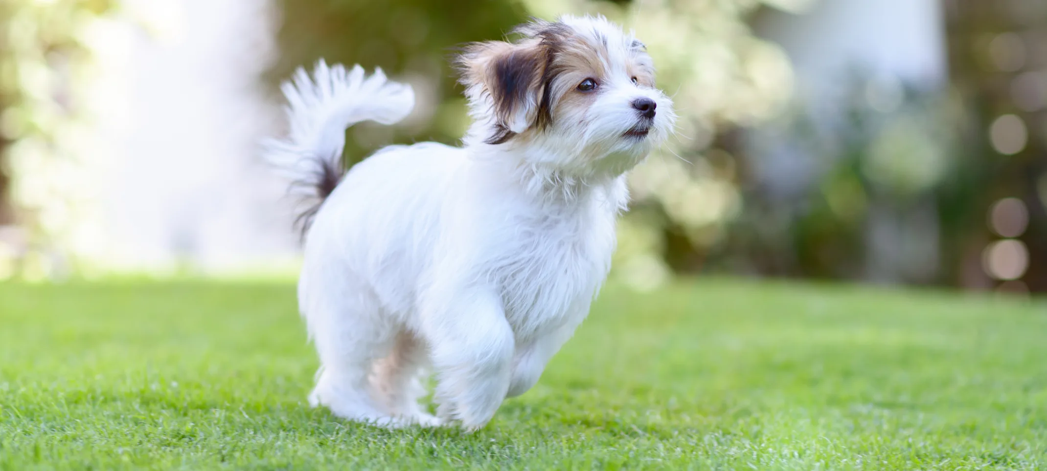 Puppy running in the park Puppy running in the park