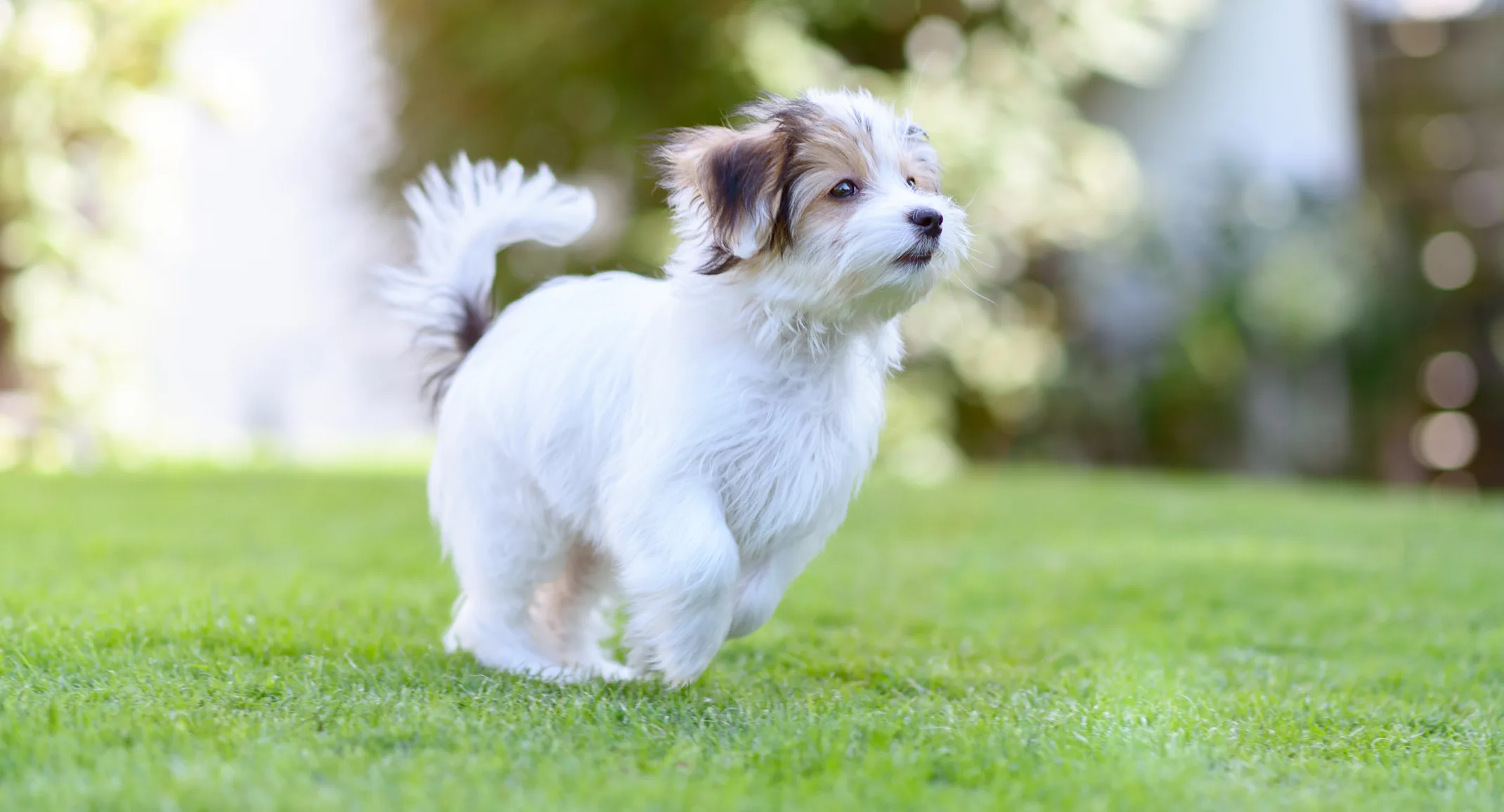 Puppy running in the park Puppy running in the park