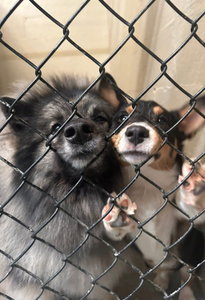 Two dogs looking behind a fence