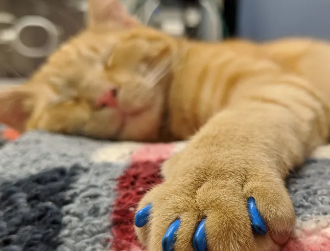 Pet paws Pet paws